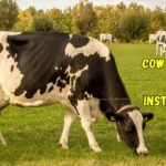 Cow Captions for Instagram in Hindi