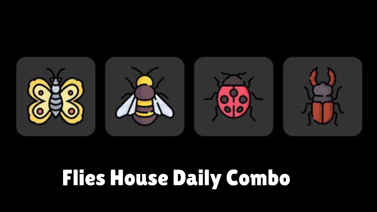 Flies House Daily Combo