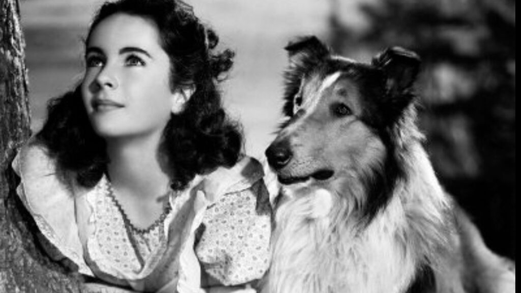 Lassie (Pal) – The Collie Who Defined Loyalty