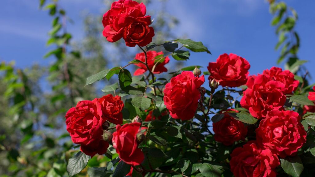 Rose Day Shayari for love in Hindi