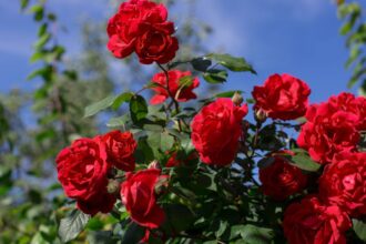 Rose Day Shayari for love in Hindi