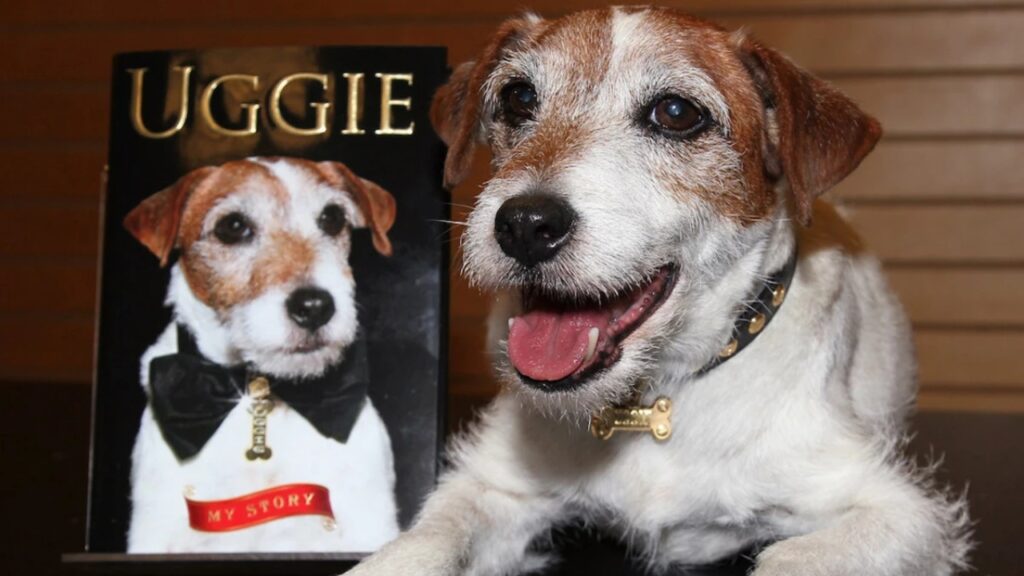 Uggie – The Scene-Stealing Jack Russell