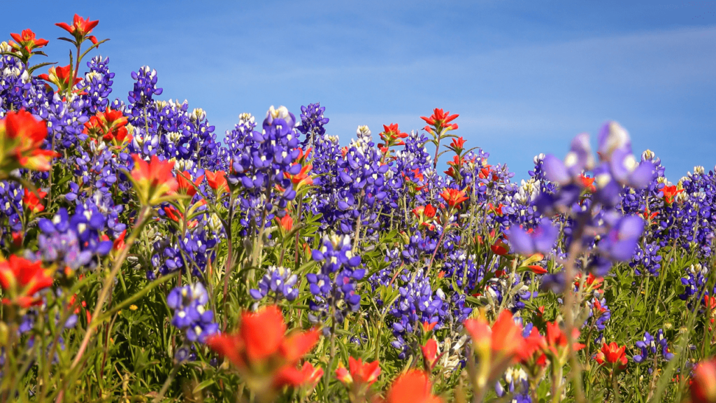 Wildflower Quotes For Instagram