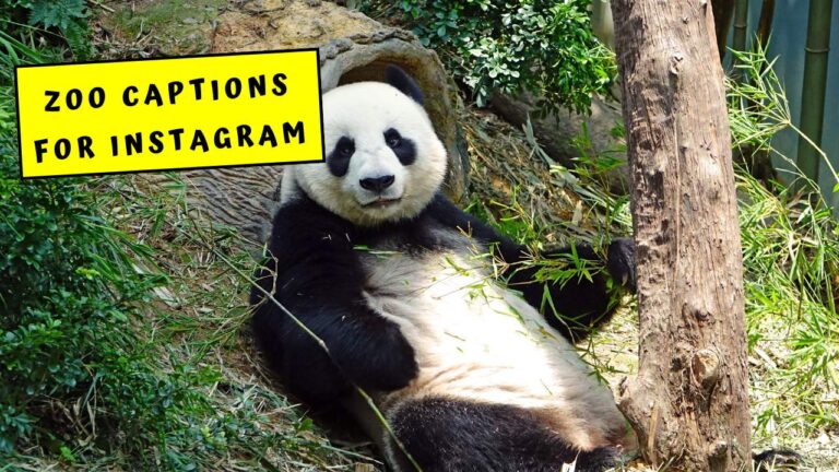 Zoo Captions For Instagram